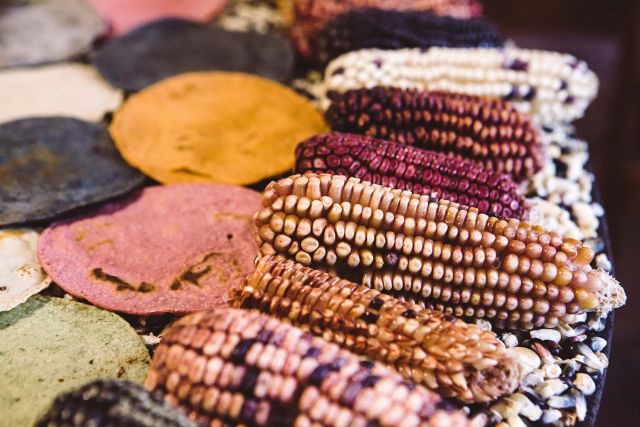 An array of colorful corn cobs and tortillas being grilled.