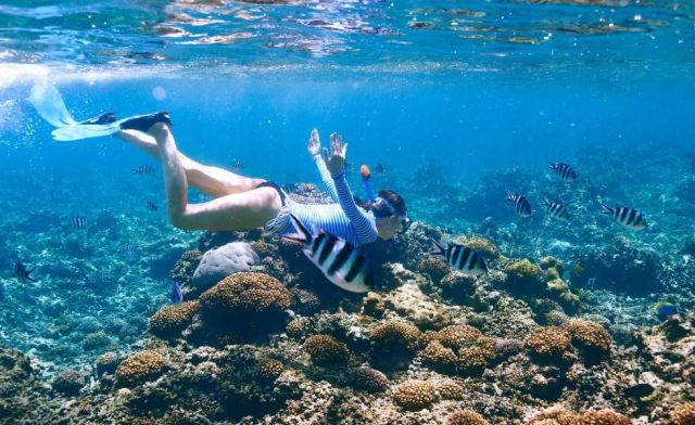 A person snorkeling underwater amidst vibrant marine life.
