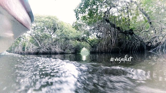 A serene mangrove forest with winding water channels.